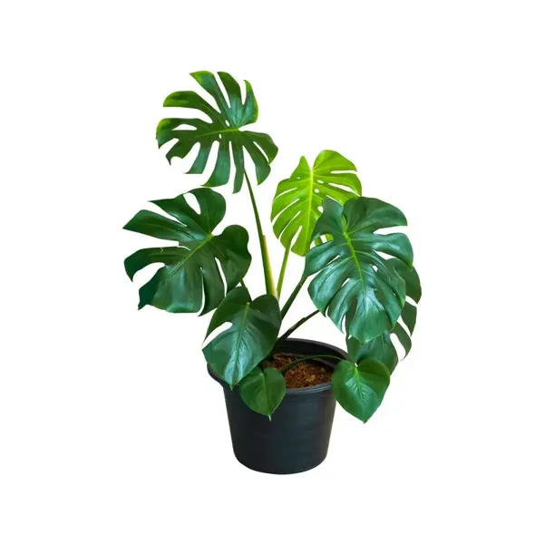 Monstera Plant