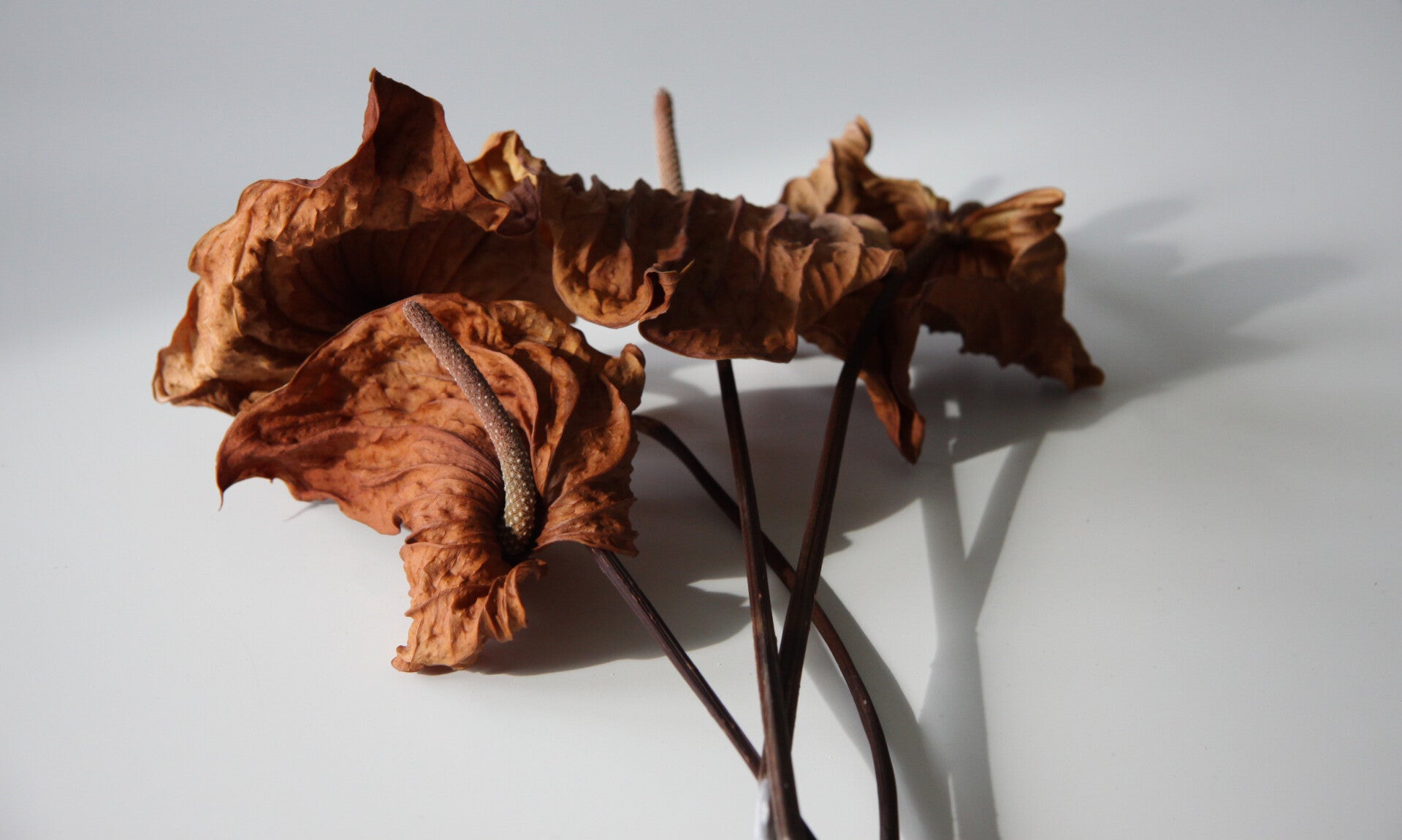 Beautifeul dead D001