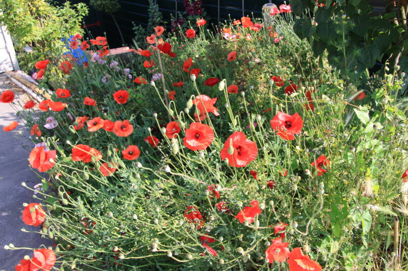 duregdam2-juli-2009-086-standard.jpg