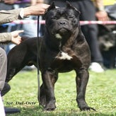 VADER - ACHIL DEMONE DAL SUD