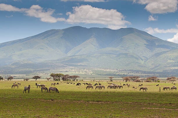 Kenya And Tanzania Safaris, Tanzania Adventure Budget Camping Safaris, Kilimanjaro Climbing, Book luxury Holidays, Holidays in Kenya, The Big Five, Cost, Reviews, Packages.