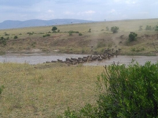witness the Wildebeest Migration in the months of May to September, Masai Mara Migration Safari 