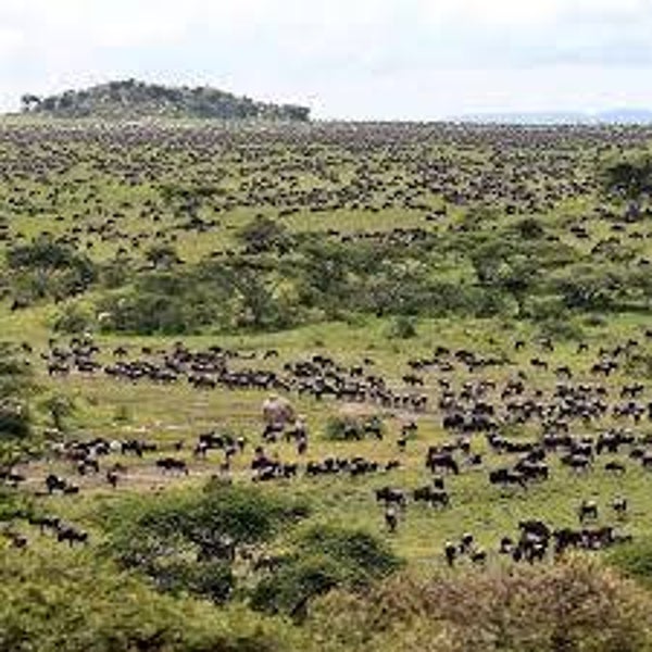 Masai Mara Safari 3 Days Wildebeest Migration Watch.