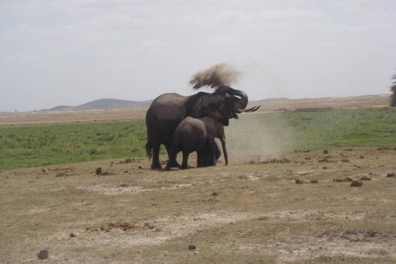 African Elephant, YHA Kenya Travel offers transformative journeys in Africa including unique safaris and activities 
