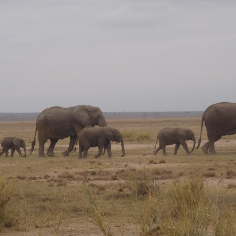 YHA Kenya Travel,Magnificent Amboseli National Park, Backdrop view of Mount Kilimanjaro, Free-Ranging Elephants.