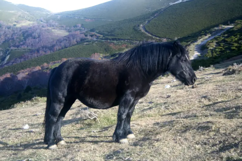 Ejemplar de asturcón, el poni autóctono de Asturias.