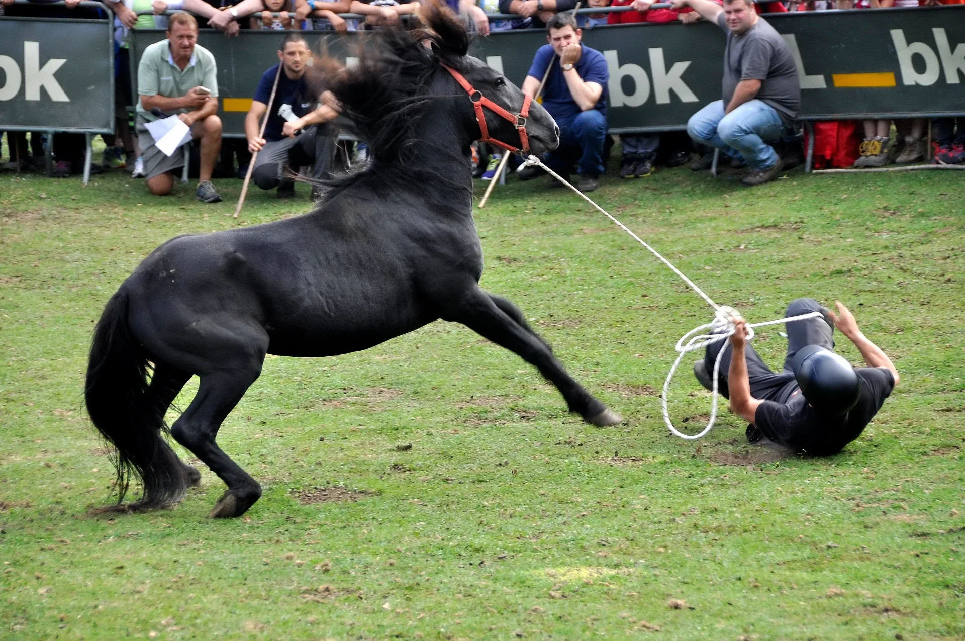 Intento de doma de un potro asturcón durante la fiesta, en la Sierra del Sueve.