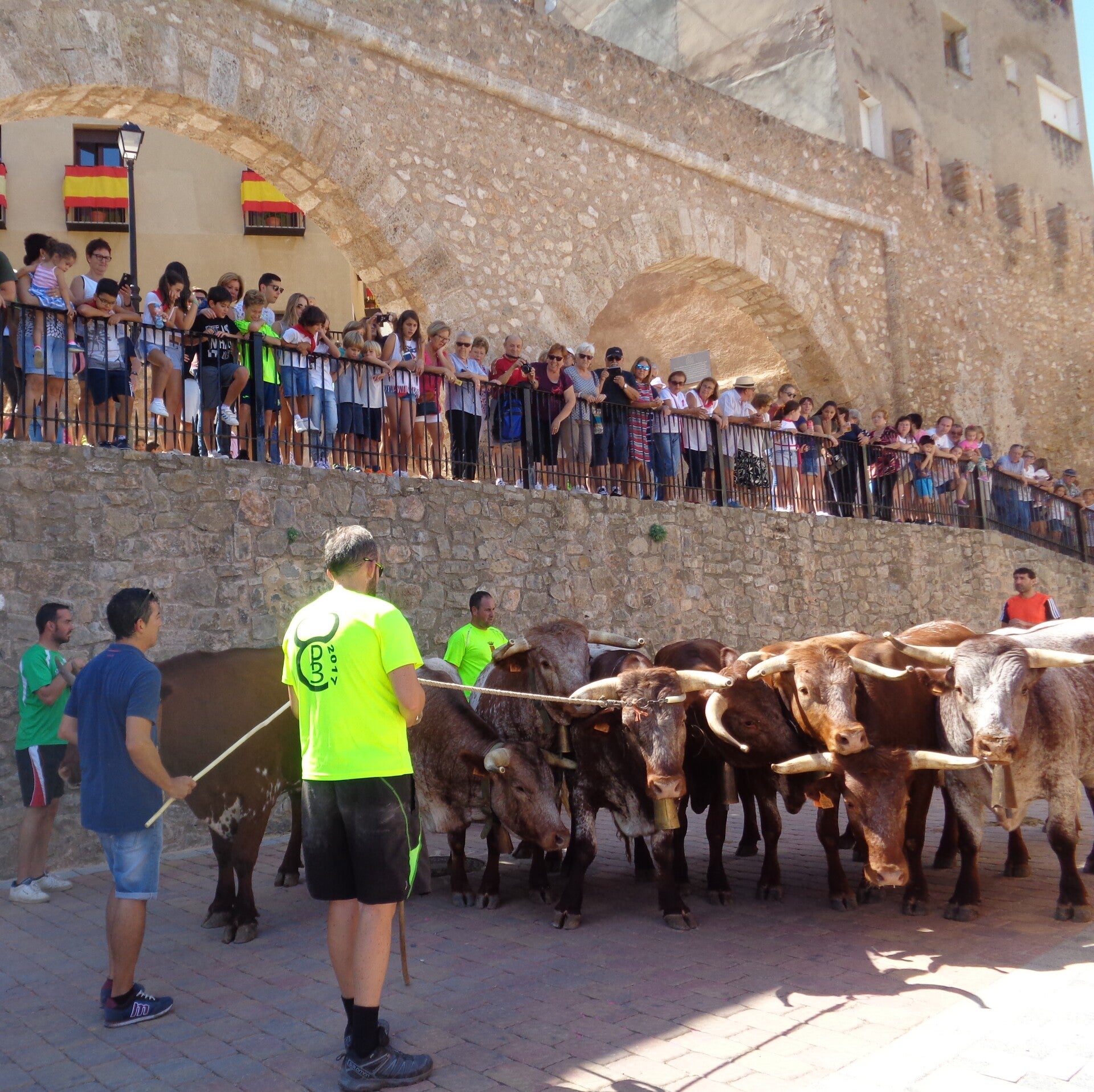 Manada de toros durante la Subida del Rialé, en la calle del Argén, antes de la Entrada de Toros y Caballos de Segorbe