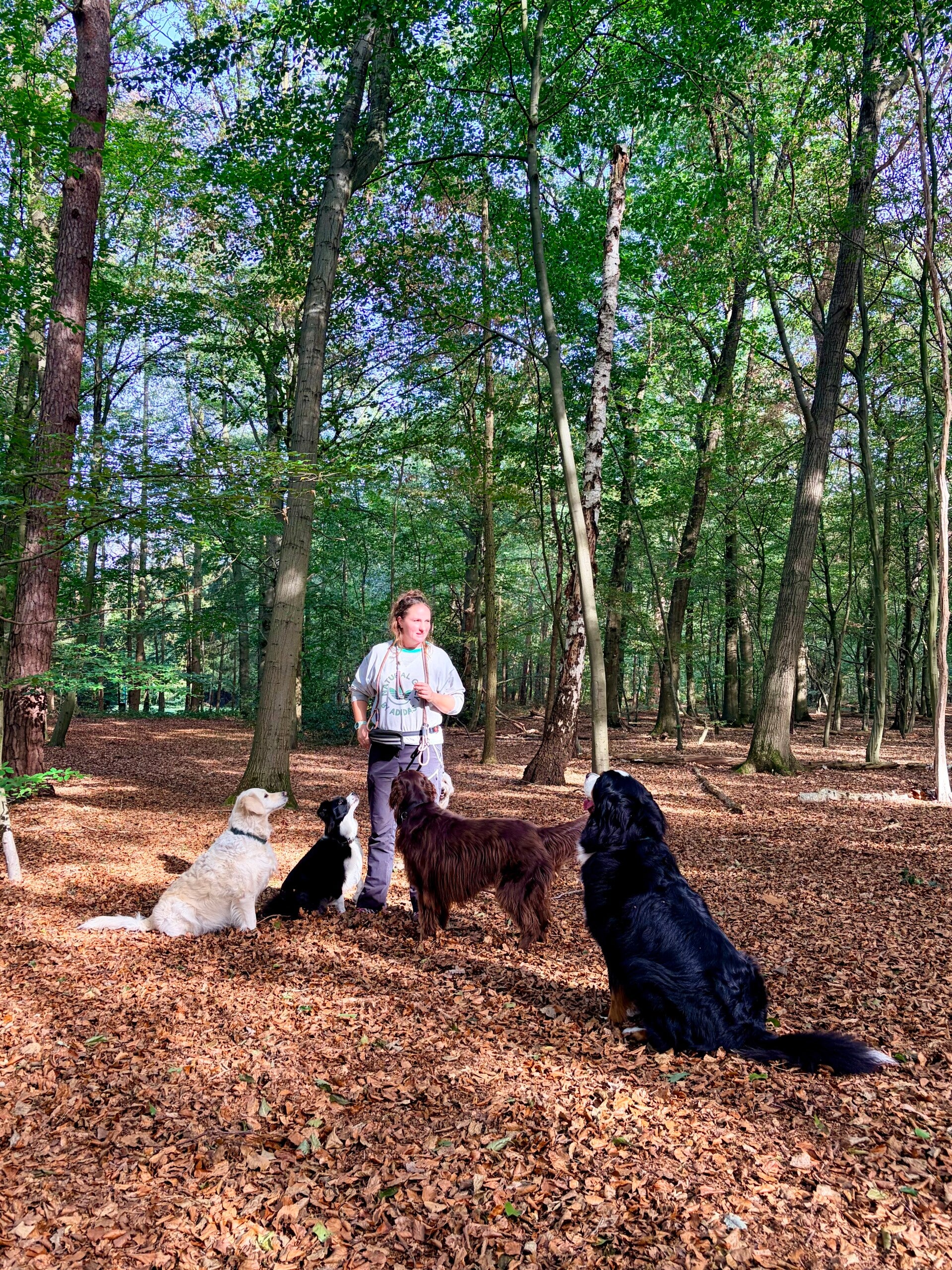 honden uitlaatservice Zeist,  Hondenuitlaatservice, Bosche en Duin, Huis ter Heide