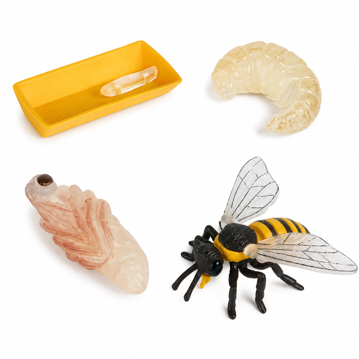 Levenscyclus bij