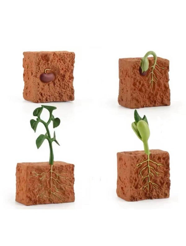 Groei plant