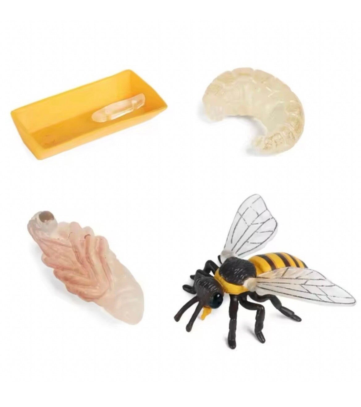 Levenscyclus bij