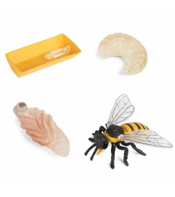 Levenscyclus bij