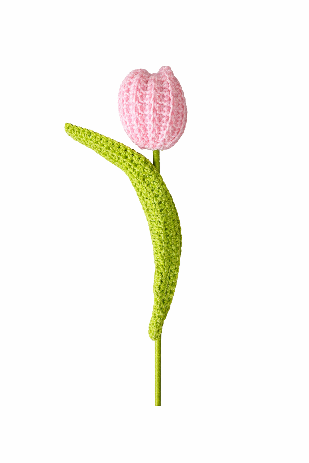 Tulp