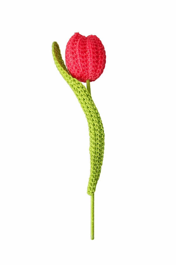 Tulp
