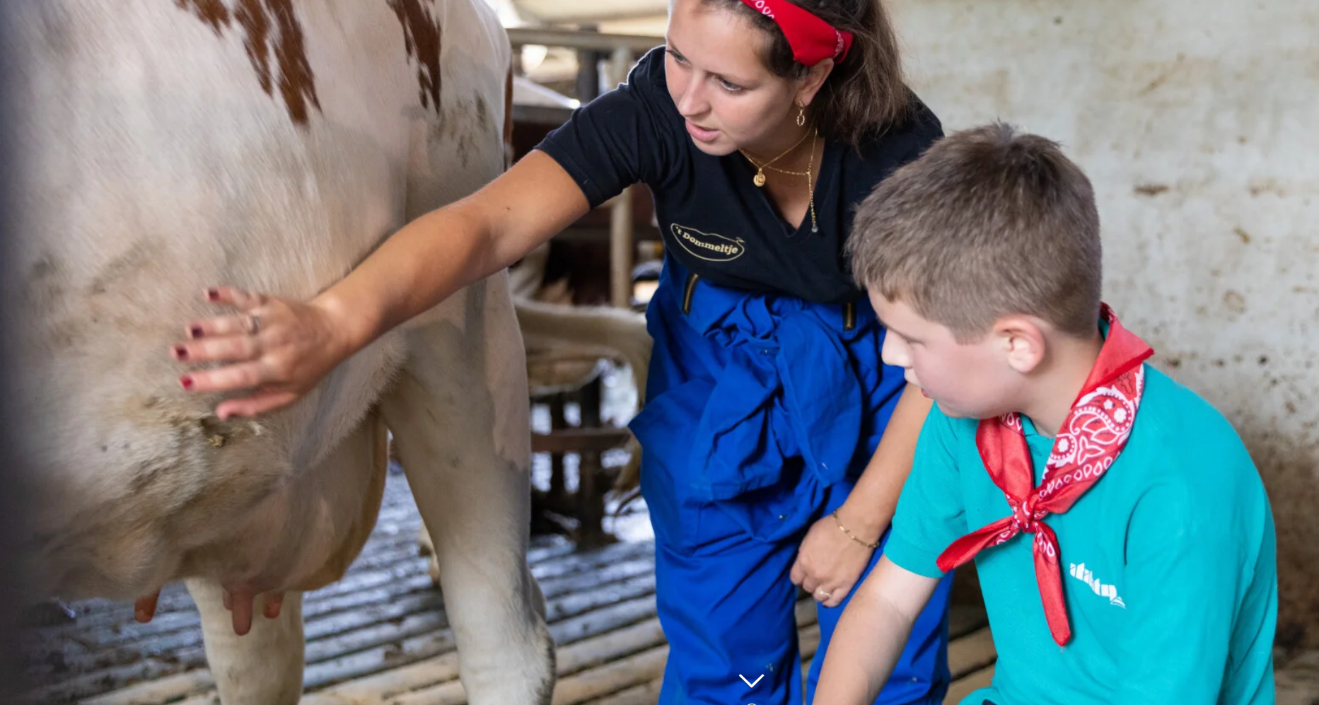 Buffet met koe melken