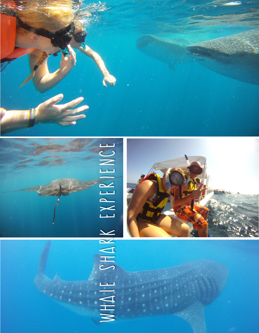 "Walvishaai excursies Playa del Carmen" "Nederlandstalige excursies Mexico" "Whale shark excursies Riviera Maya" "zwemmen met walvishaai excursies Playa del Carmen"  "Excursies met Nederlandse gids Playa del Carmen" "Snorkel excursies met walvishaai"