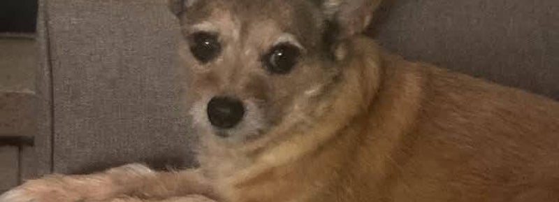 Richard Owen Ransom's dog Pretzey