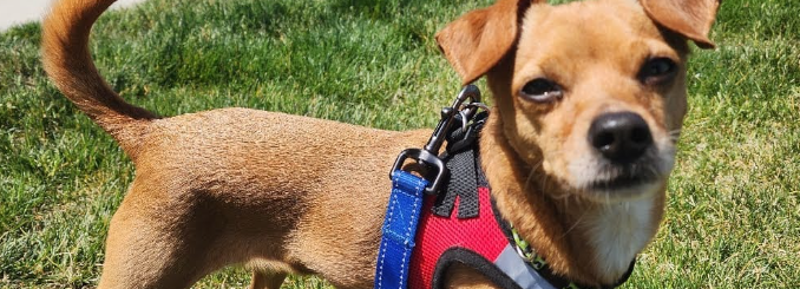 Richard Owen Ransom's dog Carmey