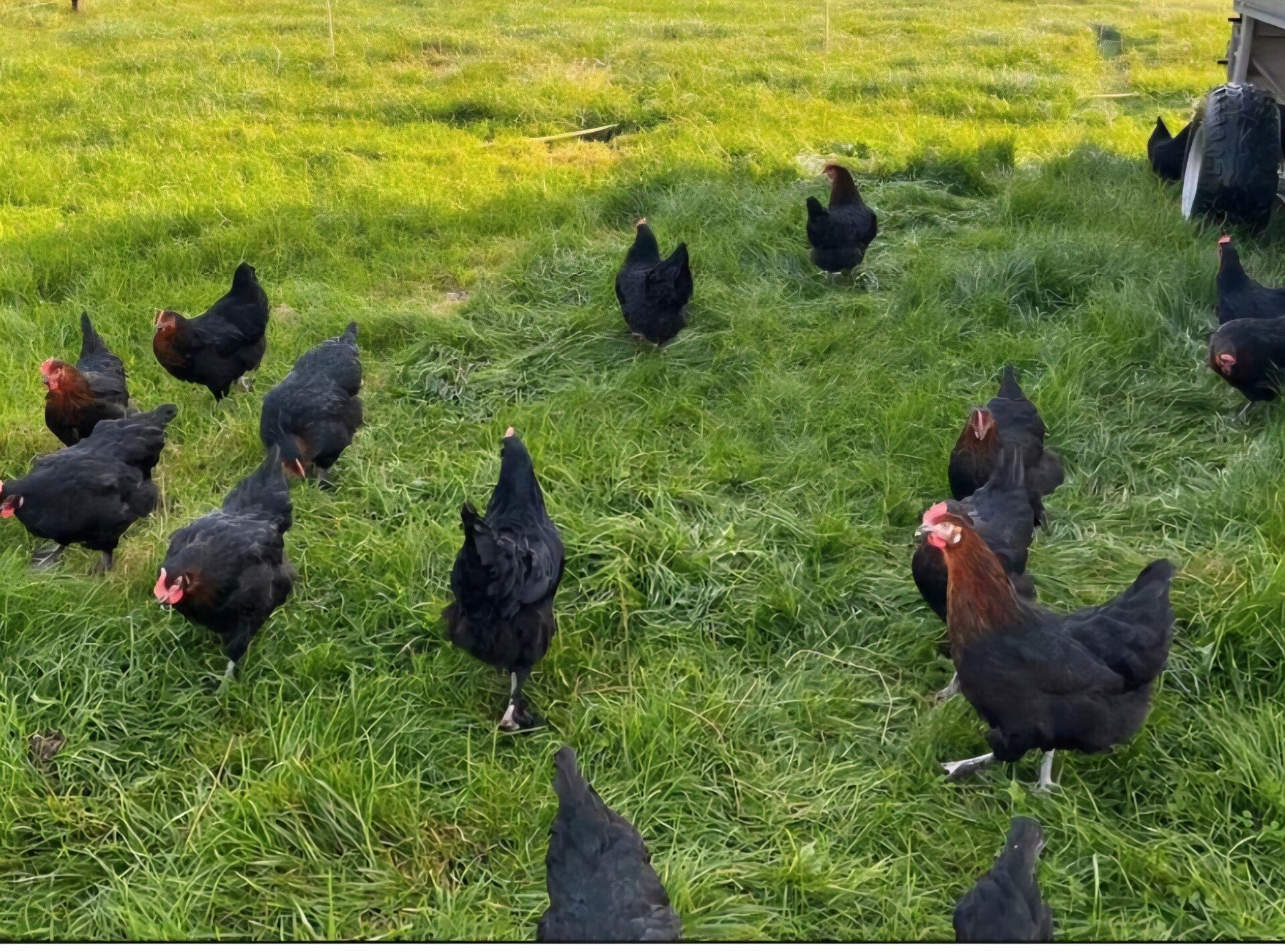 Verrips Marans - basic  - koper-zwart