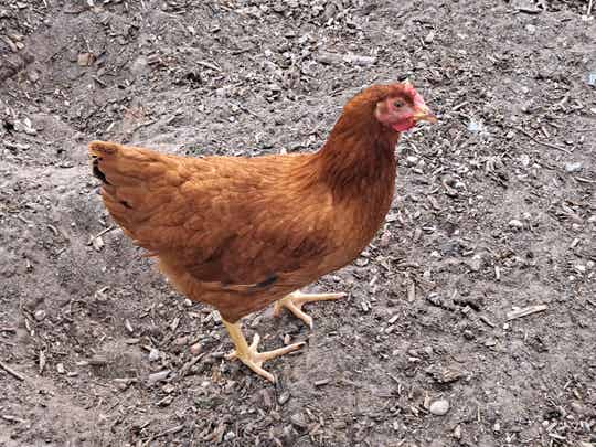 Pre-order Verrips Red Island