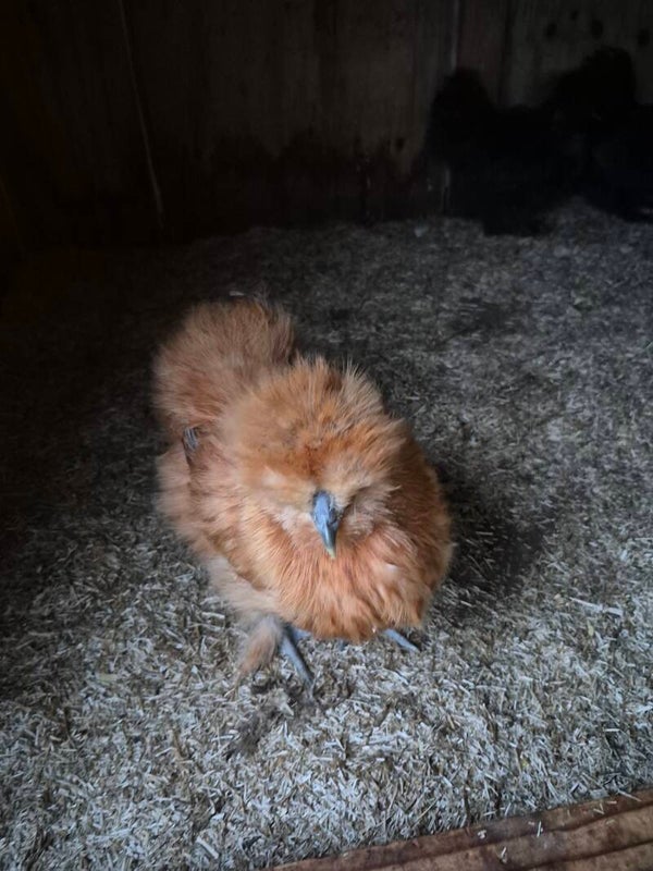 Verrips Zijdehoender