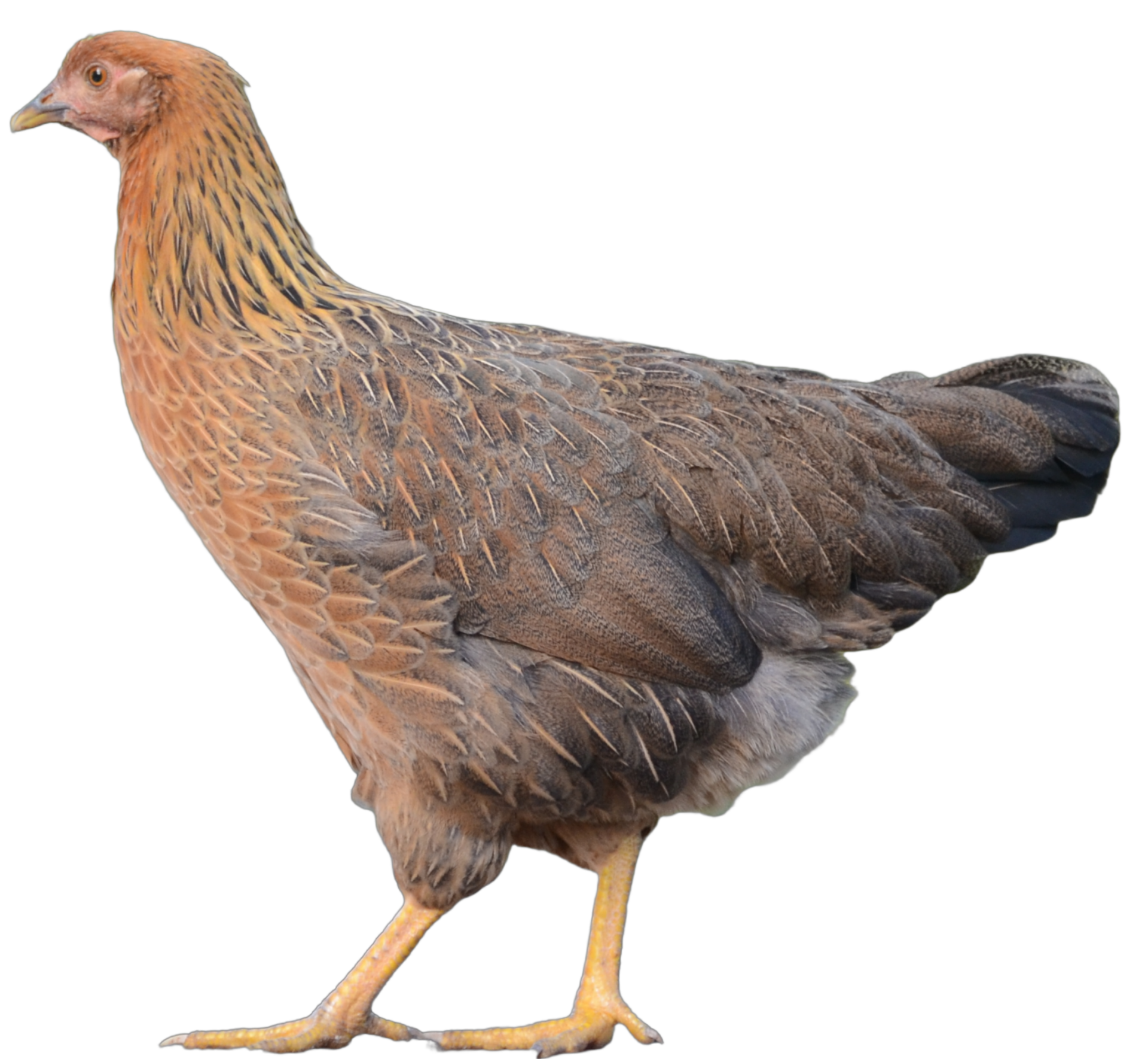 Pre-order Verrips Italiener