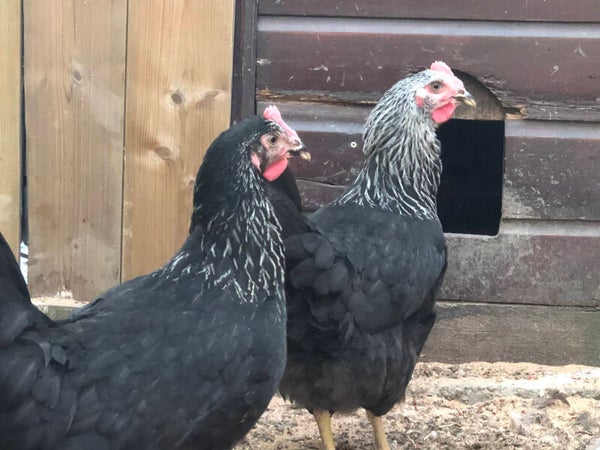Pre-order Verrips Sussex Donker