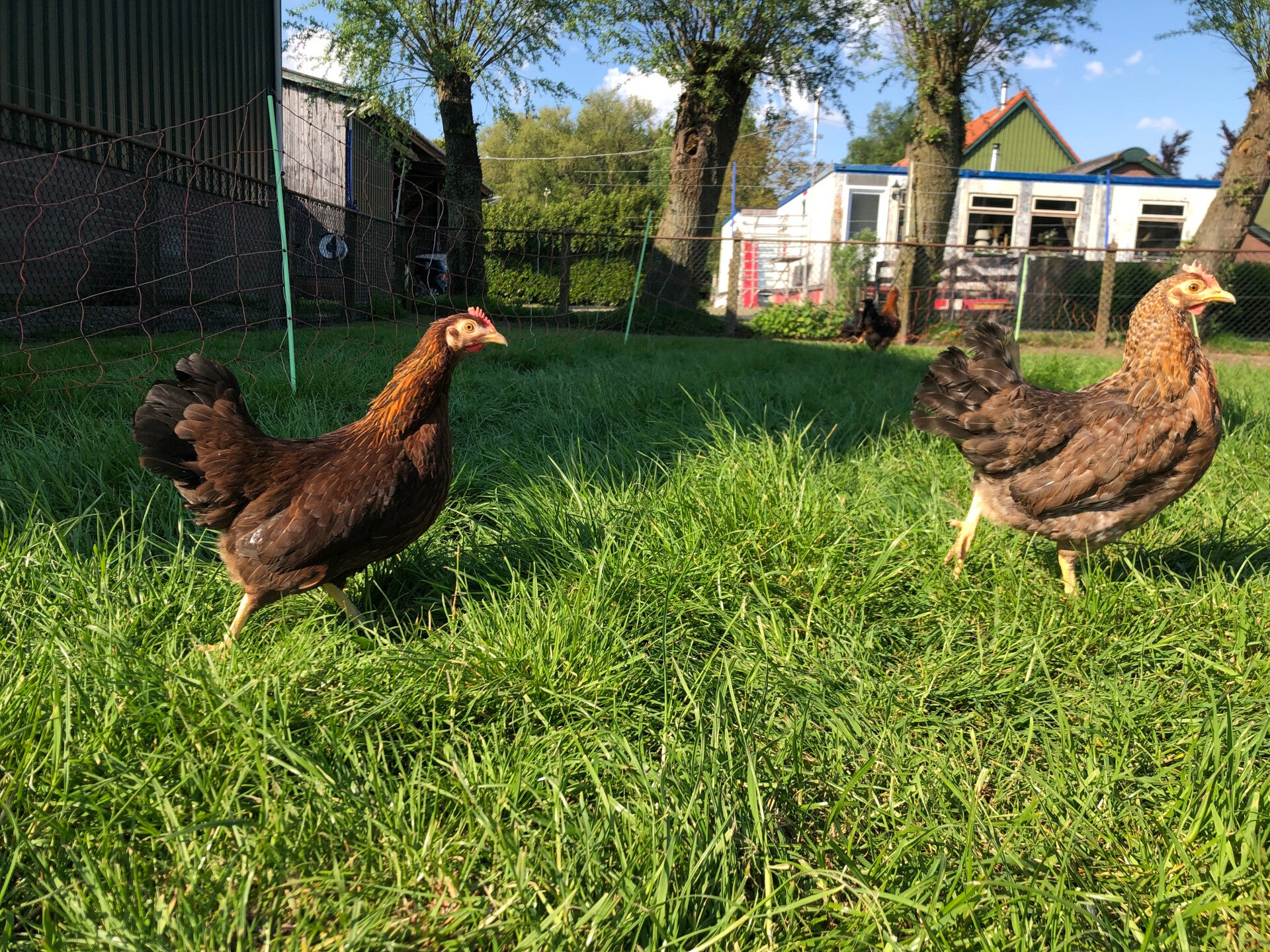 Pre-order Verrips Welsumer Kriel