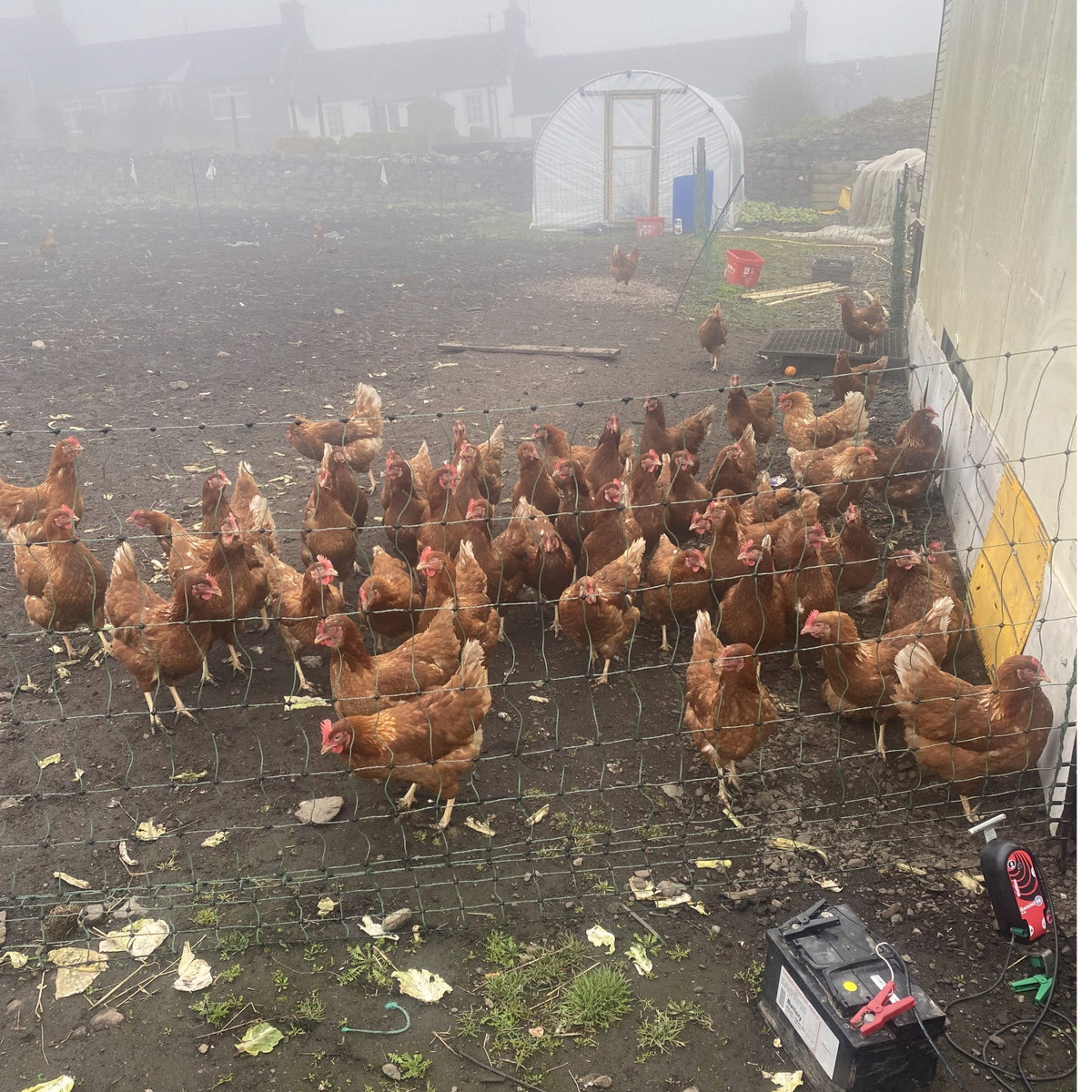 Our Animals | Jamieson's Farm Shop