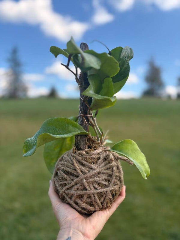 Hoya Surigaoensis 'Chunky' Kokedama