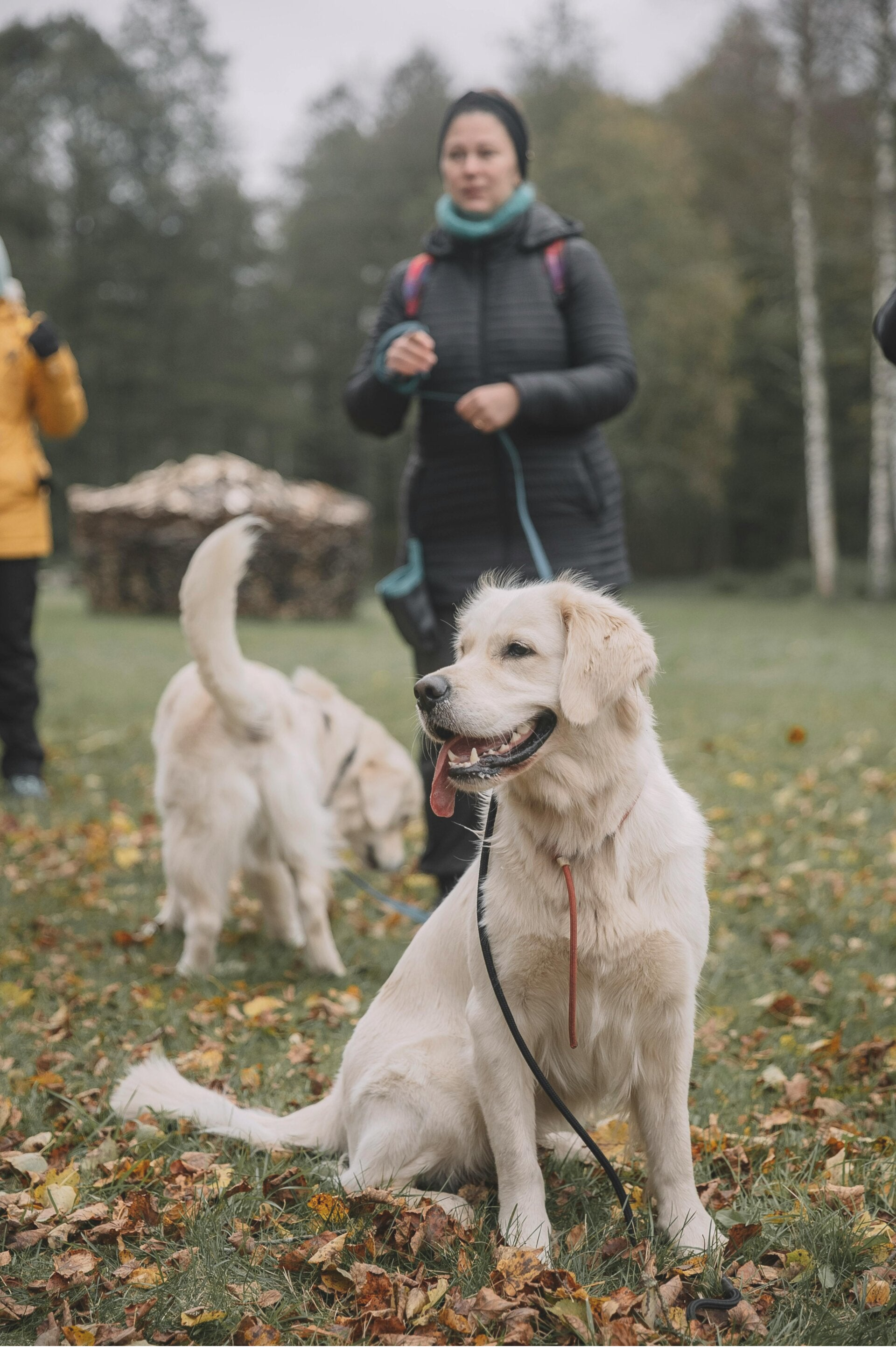 Zwei Hunde mit ihren Bsitzern befinden sich auf einer Wiese und sind entspannt und neugierig. Befreundete Gruppen können bei Hundealltag.at, der Hundeschule in Baden, maßgeschneiderte individuelle Gruppenkurse buchen.