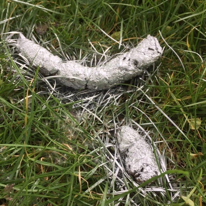 Hond en Kunst