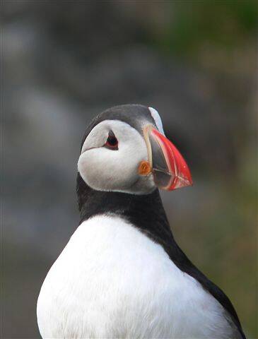 Papegaaiduiker - Fratercula arctica