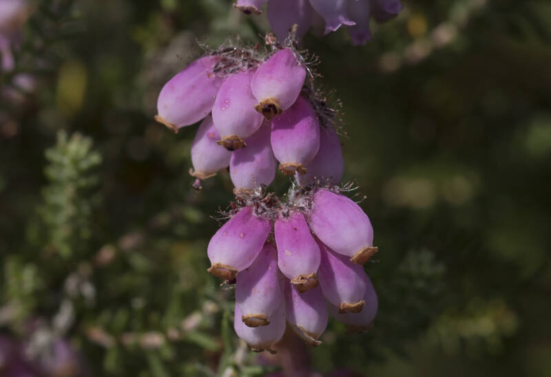 Dopheide - Erica cinerea