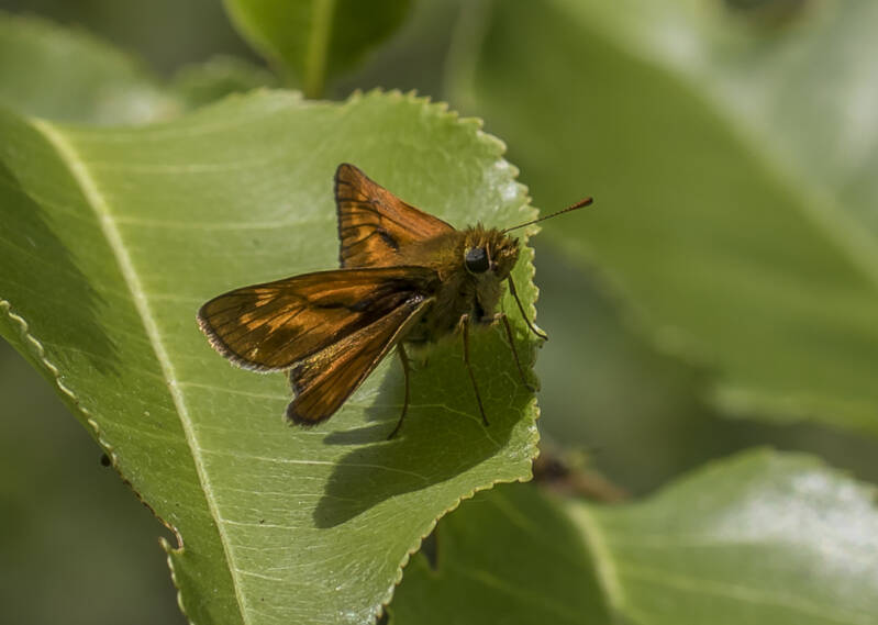 Oranje Dikkopje - Ochlodes sylvanus.