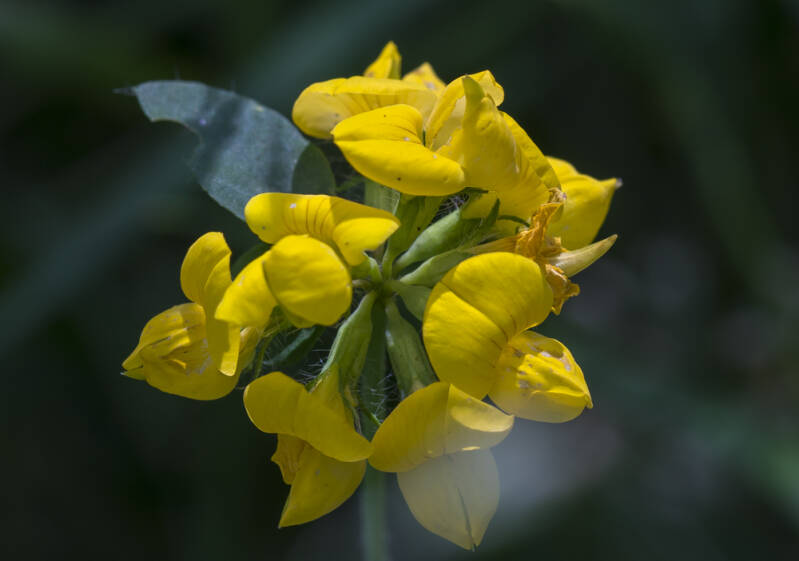 Rolklaver - Lotus corniculatus var. corniculatus