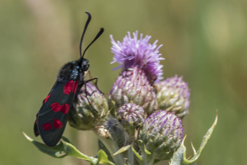 sint-jacobsvlinder  - Tyria jacobaeae
