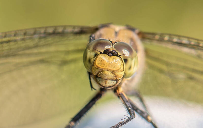 Oeverlibel - Orthretum cancellatum