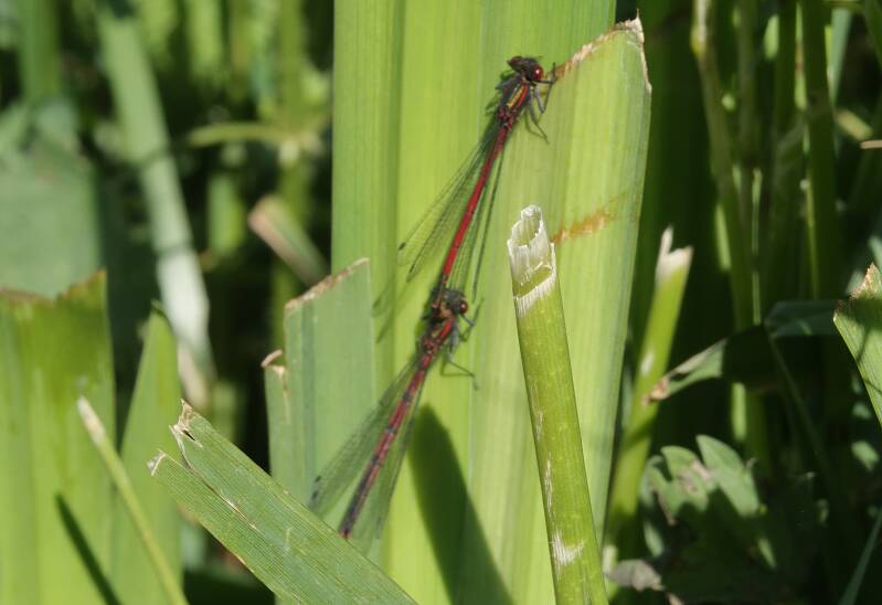 Rode waterjuffer  of Vuurjuffer -  -Pyrrhosoma nymphula 