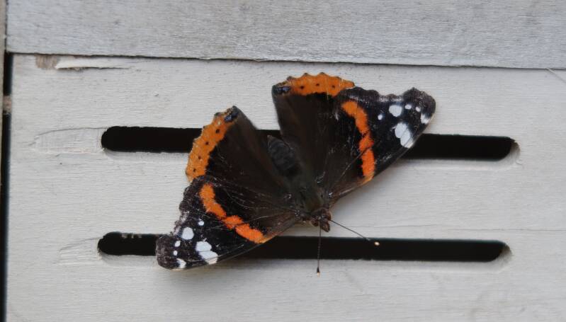 Vanessa Atalanta