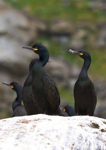 Kuifaalscholver - Phalacrocorax aristotelis
