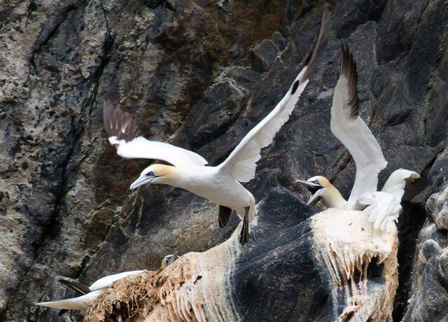 Pa Jan van Gent moet vis gaan halen.