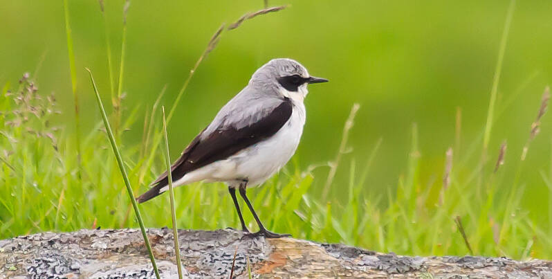 Tapuit - Oenanthe oenanthe
