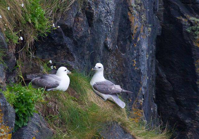 Noordse Stormvogels - Fulmarus glacialis