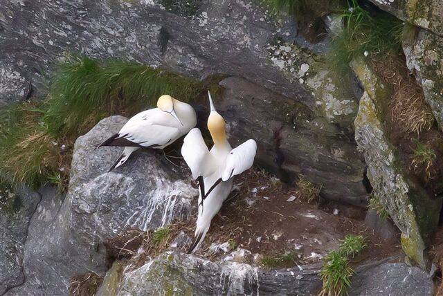 Morus bassanus - JanvanGent