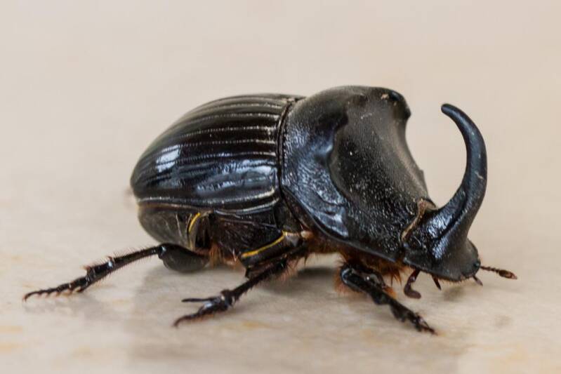 Neushoornkever - Oryctes nasicornis