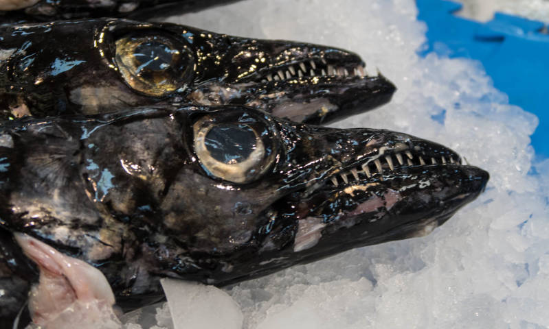 Lekker visje markt in Setubal.