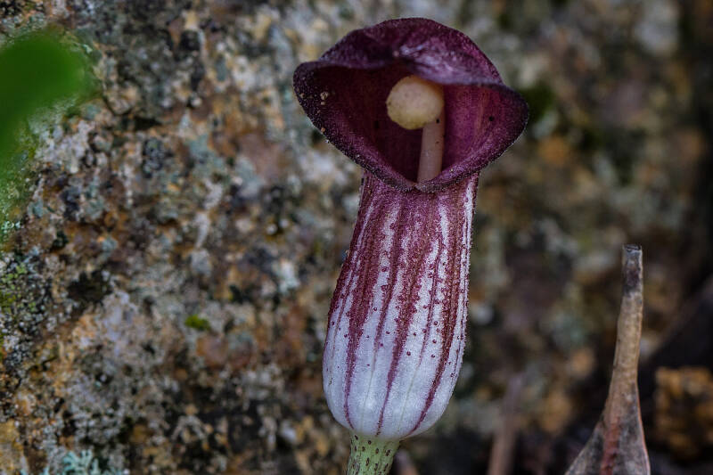 Arisarum vulgare
