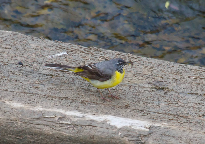 Grote Gele Kwikstaart